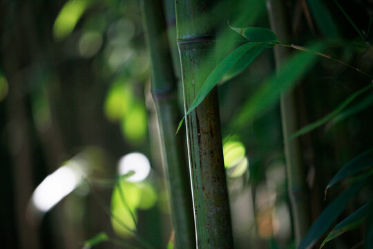 Close-up of lush green bamboo stems and leaves in a serene natural setting