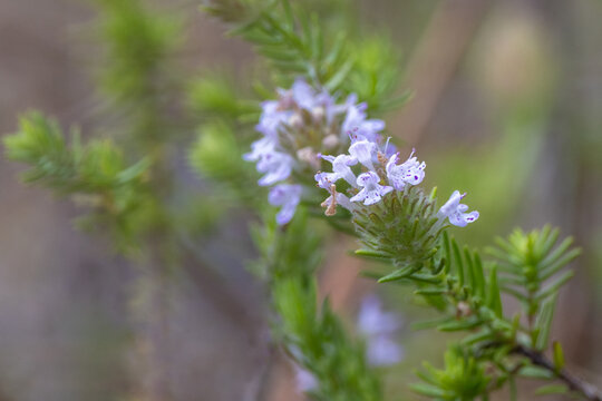 Beautiful purple flowers on what appears to be wild pennyroyal (Piloblephis rigida) in Florida