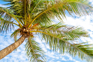 Fototapeta premium Tropical Palms tree Palm trees blue sky rainforest jungle Thailand.
