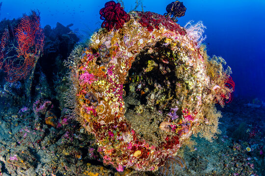 Colorful sponges and crinoids growing on the USAT Liberty shipwreck in Bali, Indonesia