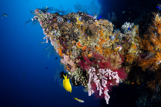 Vibrant soft corals and sea fans growing on the USAT Liberty shipwreck in Tulamben, Bali