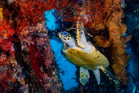Hawksbill sea turtle swimming by red sea fans at USAT Liberty Wreck in Tulamben, Bali