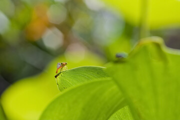 Libellule posée sur une feuille © PPJ