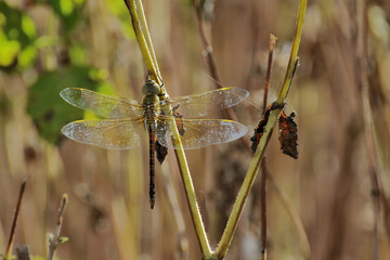 Libellule posée sur une brindille © PPJ