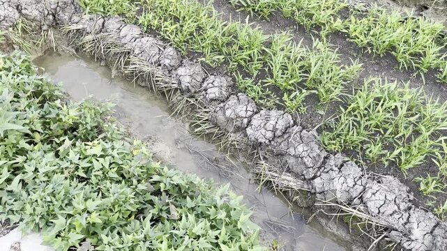 Young water spinach plants growing next to a muddy irrigation canal