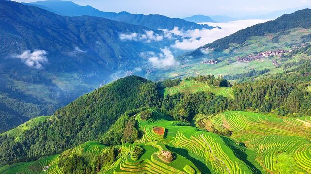 Drone aerial view of green Longji Rice Terraces landscape with morning fog in Guilin, China