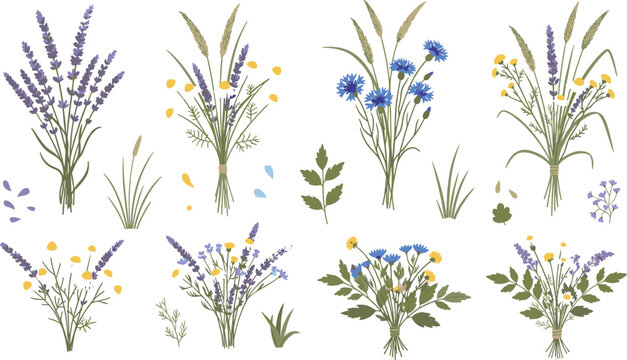 Wild meadow flowers and lavender botanical illustration set with chamomile cornflower grass natural floral collection