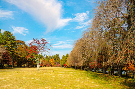 Beautiful forest in golden autumn colors.Landscape of beautiful park like setting under blue sky in Nami island, South Korea.