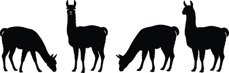 Fototapeta premium A collection of four distinct black silhouettes of llamas in various standing and grazing poses