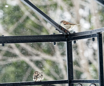 Bird Butts