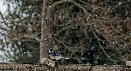 blue tit on a branch © jerad