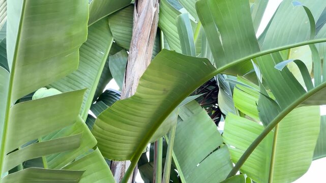 Lush Green Banana Leaves and Tropical Foliage in Queensland Australia