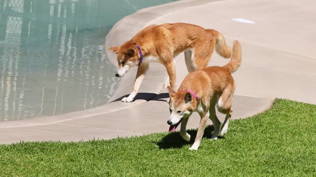 Two Australian Dingoes Walking Outdoors on Grass and Concrete Path