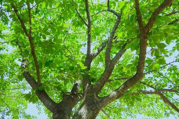 Fototapeta premium 初夏の朝の新緑の桜の木