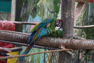 Pair of colorful macaws interacting on wooden perch © RoggerWilliam