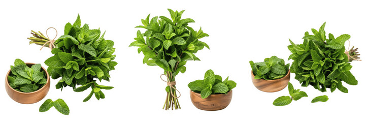Set of fresh green mint bunches and mint leaves in wooden bowl isolated on transparent png background oil paint © kingdom
