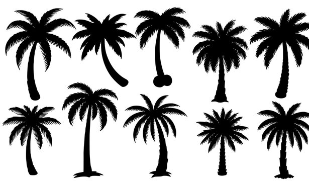 Hand drawn palm tree silhouettes tropical plant vector collection