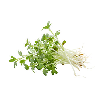 Vibrant Fresh Garden Cress Sprouts, embodying healthy natural growth with dreamlike clarity, ideal for culinary and nutrition concepts