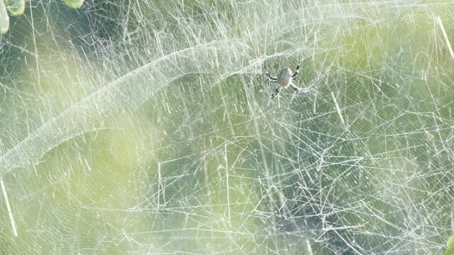spider on web