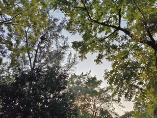 Obraz premium Looking Up at a Lush Green Tree Canopy and Branches