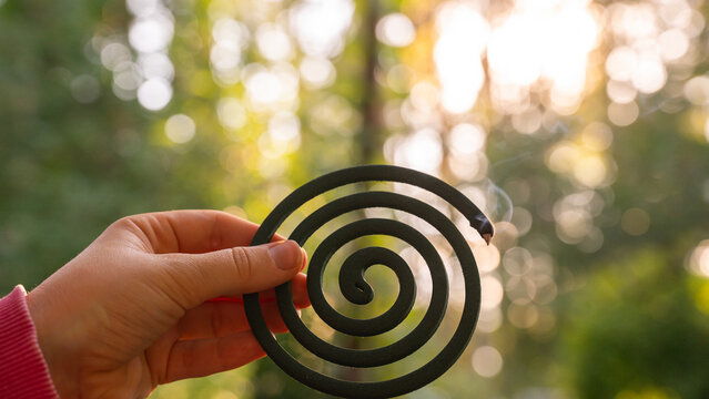 Smoldering mosquito coil spiral insect repellent mosquito insecticide to kill flies bugs and mosquitoes outdoor fumigators. Malaria zika virus and dengue fever prevention. Protective measures