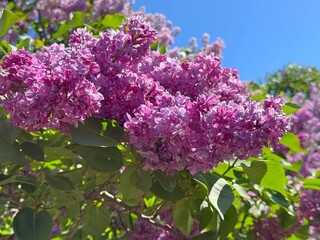 Obraz premium Blooming Lilac bush in spring garden.