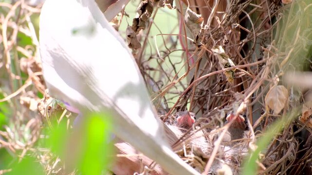Hungry Cape Bulbul chicks sit with quivering open mouths expecting food from mom