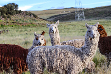 Fototapeta premium Alpaca breeding process for wool production in high Andean grasslands