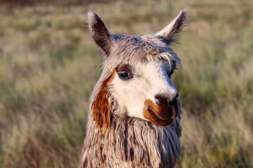 Fototapeta premium Alpaca breeding process for wool production in high Andean grasslands