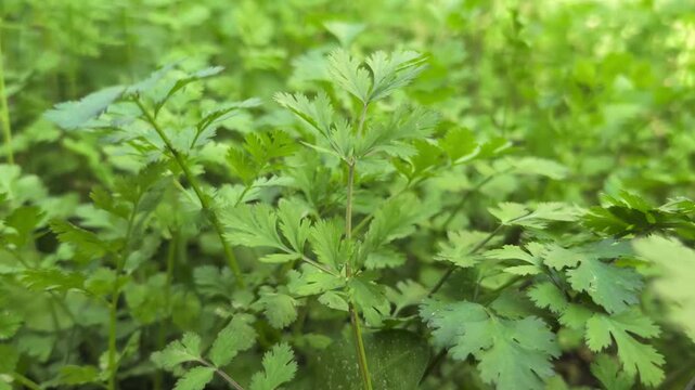 Fresh coriander leaves growing in garden bed close up. Organic herb plant cultivation and natural green foliage background in agriculture environment.