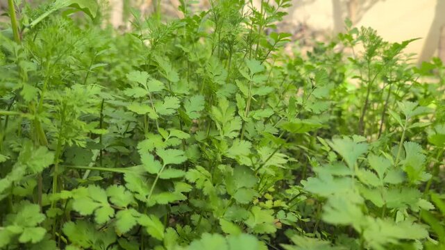 Green coriander plants growing densely in garden bed. Fresh cilantro herb cultivation with natural foliage and organic agriculture farming concept.