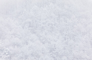 Obraz premium Snowfall Over Dense Snow Covered Winter Forest