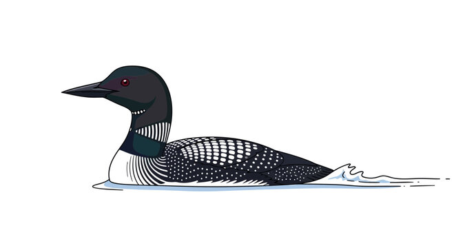 Common Loon Bird Swimming on Water, Vector Illustration, White Background