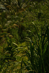 Obraz premium Dense tropical rainforest landscape in Bali Indonesia