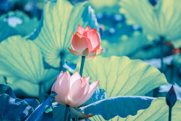 Naklejka premium Lotus flower plants in garden pond
