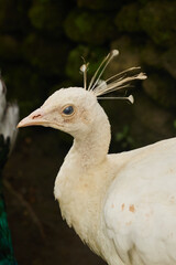 Peacock bird portrait with white feathers in tropical Bali