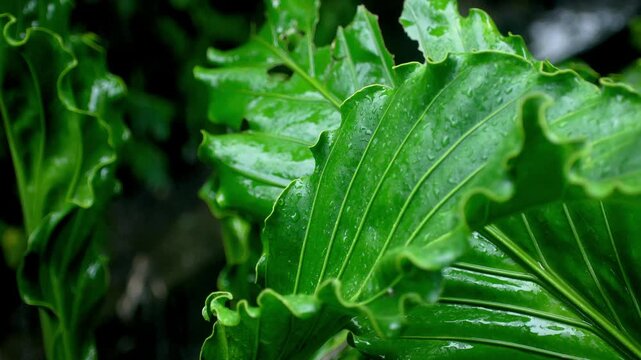 Close up of wet vibrant green leaves with raindrops during a tropical rain shower. Exotic foliage texture in a lush garden environment.
