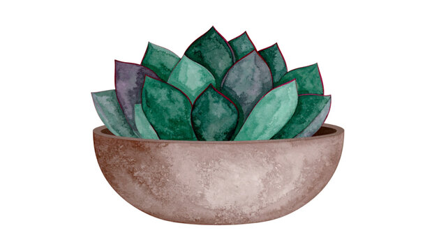 Flat vector illustration of a stylized purple and green succulent plant in a clay terracotta pot isolated on white background for interior home decor design