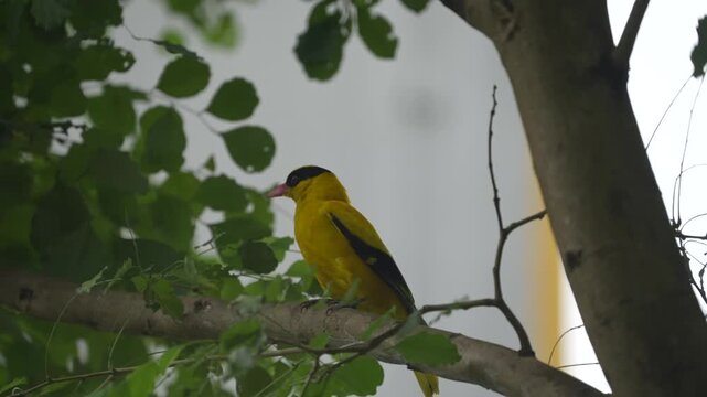 Golden Oriole Bird Perched on a Tree Branch in Batam, Indonesia, 4K