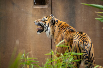 Tiger Growl © Emily