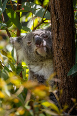 Fototapeta premium Koala in a tree