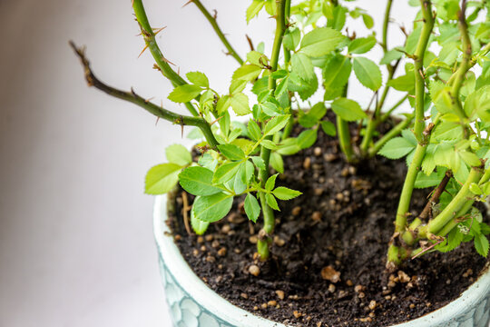 Robust post-stress regrowth of potted Rosa - hybrida confirming full physiological recovery after abiotic or biotic adversity
