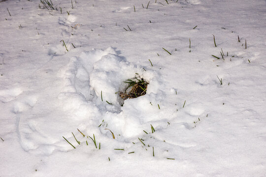 Fresh-snow-protected burrow entrance of Apodemus or Microtus spp. indicating active winter habitat use
