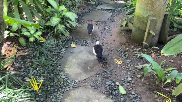 Radjah shelducks resting under tropical plants in bird park