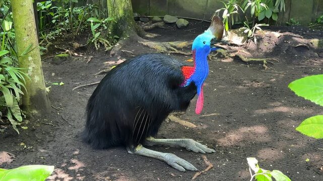 Southern cassowary bird close up in tropical forest