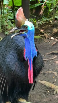Southern cassowary bird close up in tropical forest