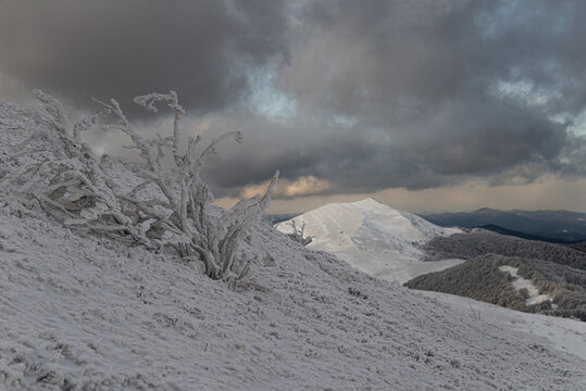 A breathtaking view of the Smerek peak from Polonina Wetlinska in the Bieszczady Mountains, Poland. Frozen shrubs covered in thick rime ice in the foreground under a dramatic sky.