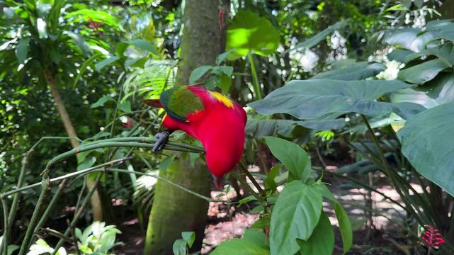 Chattering lory parrot on branch in tropical forest