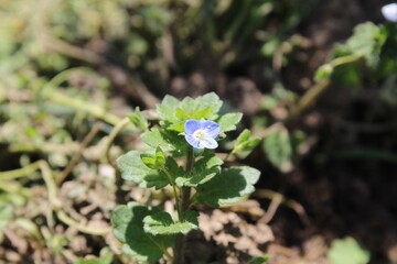 Fototapeta premium Persian speedwell (Veronica persica), bird's-eye speedwell or winter speedwell blue flower