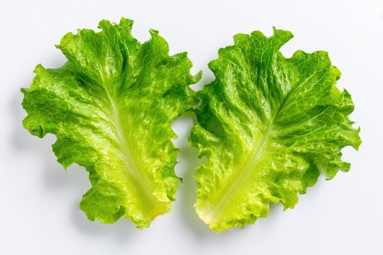 Fresh green lettuce leaves on white.